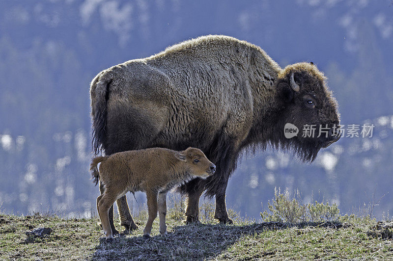 美国野牛或简称野牛(bison bison)，也通常被称为美国水牛或简称水牛，黄石国家公园，怀俄明州。母鲸和幼鲸。